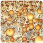 Псилоцибиновые (галлюциногенные)  грибы Psilocybin "Golden Teacher" в Суворове