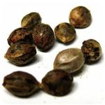 Семена марихуаны АК-47  (Seeds AK-47) в Суворове